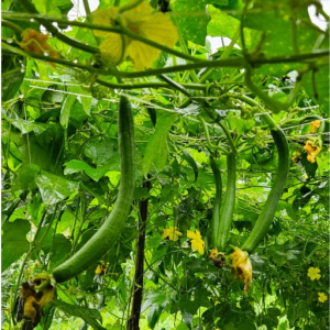 Hybrid Sponge Gourd