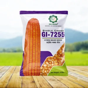 Hybrid Maize Seeds
