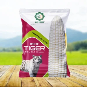 White Tiger